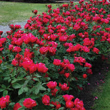 Knock Out Red Rose Bush Cuttings - 6" Unrooted Live Plant, Rosa 'Radrazz' (Zones 5-9)