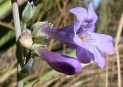 Penstemon Secundiflorus Seeds | Sidebells Penstemon - Native Wildflower for Pollinators (100 mg)