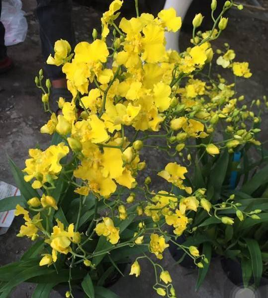 Oncidium Gower Ramsey Orchid Seedling | Potted Yellow Orchid - Child & Pet Safe