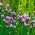Chive Herb Seeds - Allium schoenoprasum - Heirloom Perennial, 150 Seeds