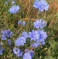 Chicory (Cichorium intybus) Seed - Heirloom (300 seeds) for Leaves & Coffee Substitute