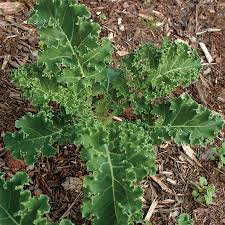 White Russian Kale Seeds | Heirloom Non-GMO | Fast-Growing, Frost-Tolerant Kale