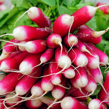 French Breakfast Radish Seeds - 200 Non-GMO Seeds, Scarlet Roots with White Tips, 25 Days