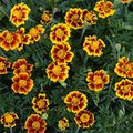 French Marigold Seeds (Tagetes patula) - 25 Seeds for Bright Blooms