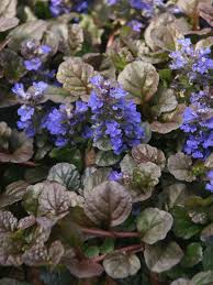 Ajuga Black Scallop Starter Plant - 2 Pack, Ground Cover with Burgundy Foliage & Blue Blooms