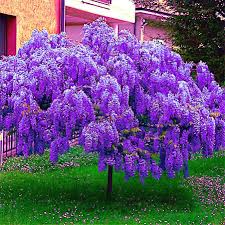 Chinese Blue Wisteria (Wisteria sinensis) Seeds - 5 Seeds