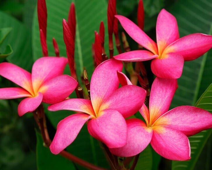 Mexican Red Plumeria Seeds (Plumeria rubra) – Frangipani, Fragrant Blooms, Zones 10-12, 5 Seeds