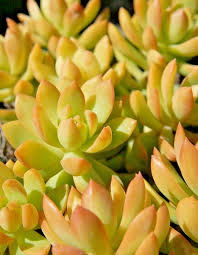 Sedum adolphi 'Golden Glow' Bare Root 2-Pack | Yellow-Green Color, Drought-Tolerant Succulent