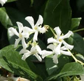 Trachelospermum Jasminoides Star Jasmine - 7 Live 6" Unrooted Cuttings
