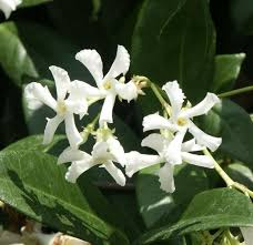 Trachelospermum Jasminoides Star Jasmine - 7 Live 6" Unrooted Cuttings