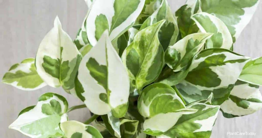 Manjula Pothos Starter Plant - Variegated Epipremnum aureum Indoor Vine