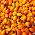 Golden Hour Micro Dwarf Tomato Seeds - 15 seeds, Heirloom, Non-GMO