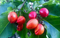 Peanut Butter Tree Starter Plants (Bunchosia glandulifera) - 2 Small Starter Plants