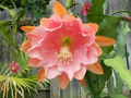Epiphyllum 'Doris Pittman' Unrooted Orchid Cactus Cutting (4-8")