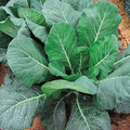 Collards Champion Seeds - 1g (Brassica oleracea) Heirloom Greens, Cold-Hardy