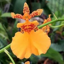 Oncidium Gower Ramsey 'Orange Delight' Orchid Starter Plant - Potted
