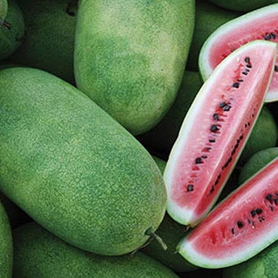 Charleston Grey Watermelon Seeds - Heirloom, Non-GMO, Fusarium Wilt Resistant (Citrullus lanatus)