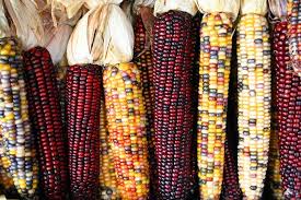 50 Treated Indian Ornamental Corn Seeds - Non-GMO Heirloom, Colorful Tassels