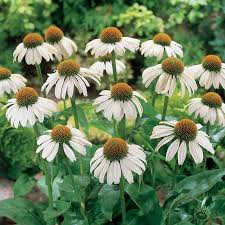 White Swan Coneflower Seeds (Echinacea purpurea alba) – Fragrant White Blooms, Non-GMO, Zones 3-9