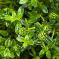 Summer Savory Seeds Satureja hortensis - 1g Non-GMO Heirloom Culinary Seed Pack
