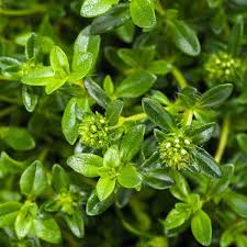Summer Savory Seeds Satureja hortensis - 1g Non-GMO Heirloom Culinary Seed Pack