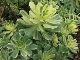 Aeonium castello-paivae 'Harry Mak' Sun Cup - 3 Rooted Cuttings (1")