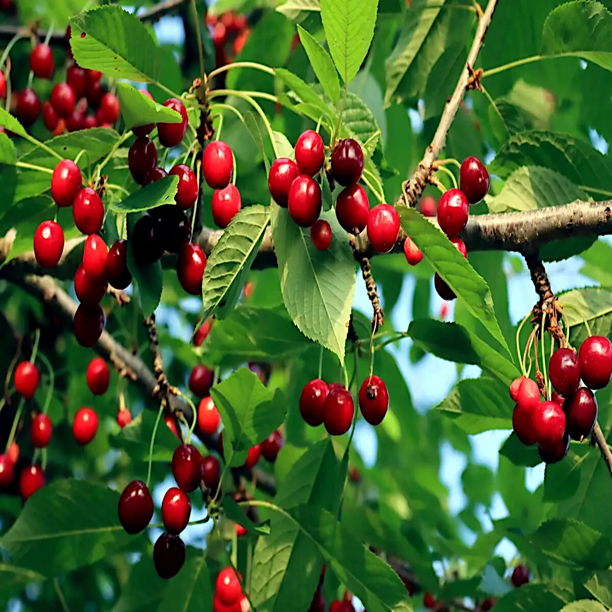 Sweet Mazzard Cherry Tree Seeds (Prunus avium) – 5 Fresh Seeds, Edible Cherry, Zones 4-8