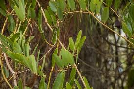 Laurel Greenbrier (Smilax laurifolia) Seeds - 5 Seeds, Hardy Evergreen Vine
