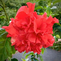 Japanese Carnation Starter Plant - Compact, Fragrant Dianthus chinensis