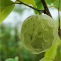 Cherimoya Plant with Pot - 8-Inch Live Seedling | Tropical Fruit Tree