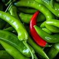 Serrano Pepper Seeds - Heirloom, Non-GMO | 10,000-25,000 SHU | 80 Days