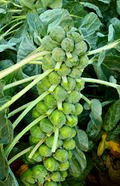 Brussels Sprouts Long Island Improved Seeds - Heirloom, 1g (Approx. 200 Seeds) | Compact, High-Yield, Cold-Hardy