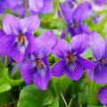 Purple Violets (Viola odorata) - 25 Bare Root Starter Plants, Perennial