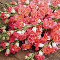 Antirrhinum majus Madame Butterfly Bronze White Snapdragon Seeds - 1000+ Seeds for Garden & Bouquets