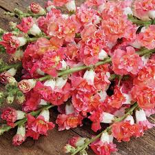 Antirrhinum majus Madame Butterfly Bronze White Snapdragon Seeds - 1000+ Seeds for Garden & Bouquets
