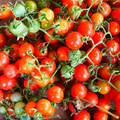 Matt’s Wild Cherry Tomato Seeds (25) - Heirloom, Sweet, Prolific
