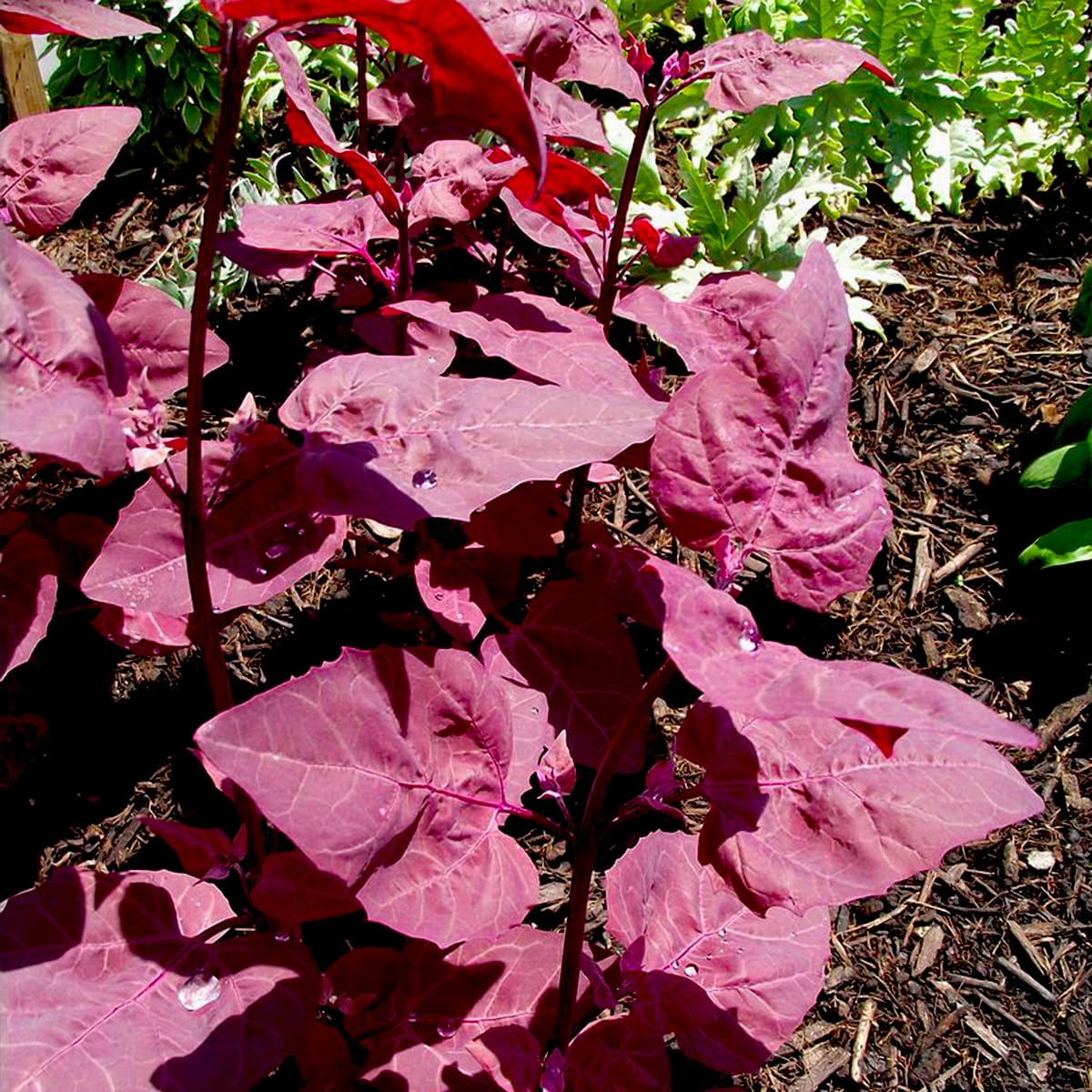 300 Bright Red Orach Seeds (Atriplex hortensis) - French Spinach Heirloom