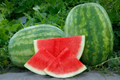 Secretariat Seedless Watermelon Seeds - 50 Seeds, USA Grown, Non-GMO