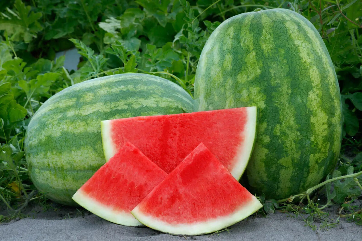 Secretariat Seedless Watermelon Seeds - 50 Seeds, USA Grown, Non-GMO