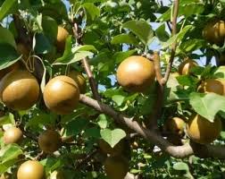 Korean Giant Asian Pear Scion - 3 Unrooted Cuttings for Grafting
