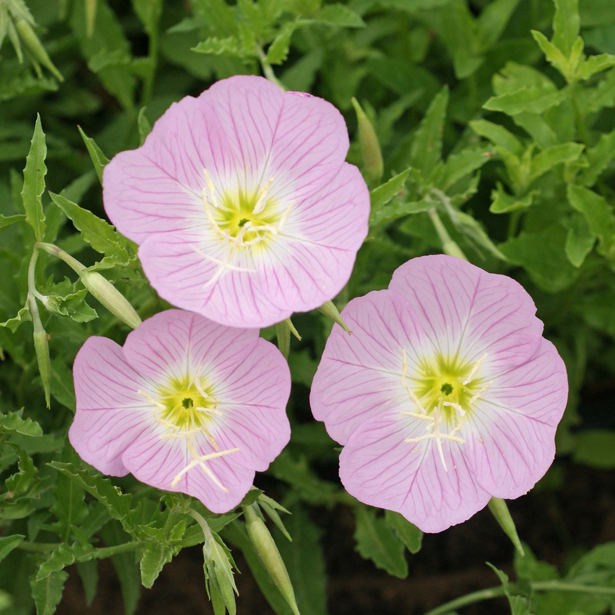 Showy Evening Primrose Seeds (Oenothera speciosa) – Pink Fragrant Blooms, Drought-Tolerant, Zones 4-9