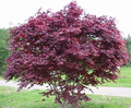 Bloodgood Japanese Maple Cuttings (5 Unrooted) 5-12" Live Starter Plant for Rooting or Grafting