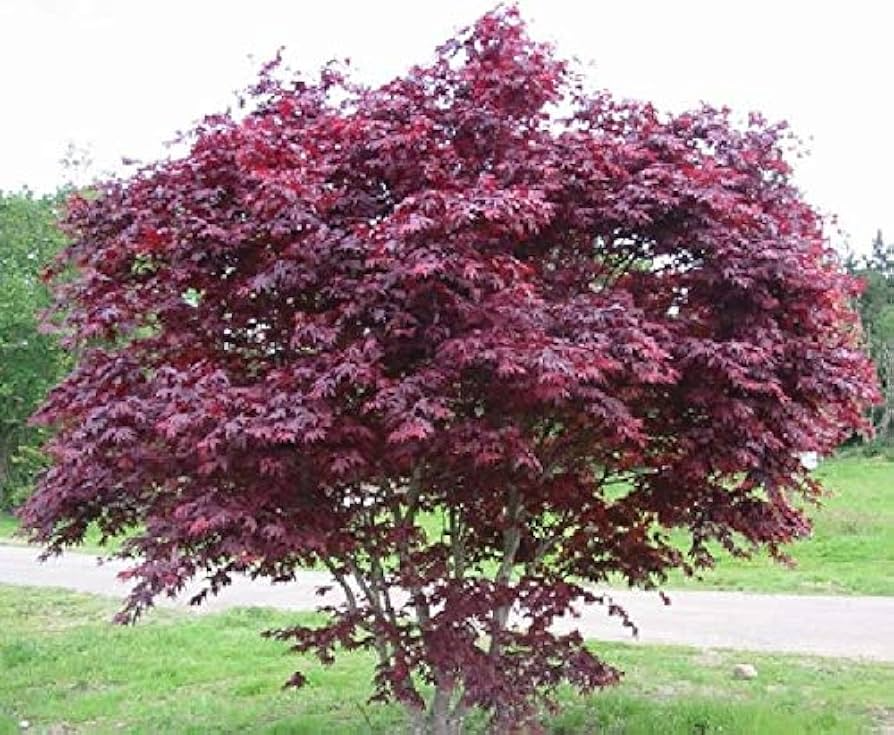 Bloodgood Japanese Maple Cuttings (5 Unrooted) 5-12" Live Starter Plant for Rooting or Grafting
