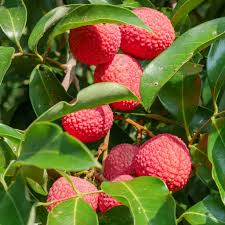 Lychee Brewster Seedling 6-12" Tall - Litchi chinensis Starter Plant