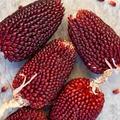 Strawberry Popcorn Corn Seeds - Heirloom, Non-GMO, 2-3" Red Ears, 100 Days