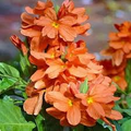 Orange Crossandra (Firecracker Flower) - 1 Plugs Live Plant, 7-10" Tall