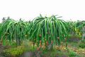 25 Seeds White Dragon Fruit Plant (Pitahaya) – Hylocereus Undatus Seed Starter Plant