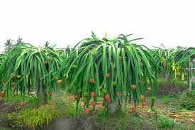 25 Seeds White Dragon Fruit Plant (Pitahaya) – Hylocereus Undatus Seed Starter Plant