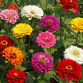 California Giant Zinnia Seeds - Zinnia elegans | 100 Seeds, Mixed Color, Pollinator-Attracting