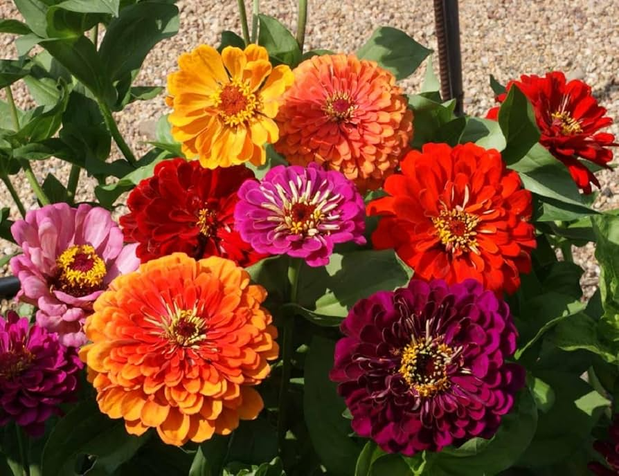 California Giants Mix Zinnia Seeds - 5-Inch Blooms, Tall Cut Flowers, Non-GMO (Zinnia elegans)